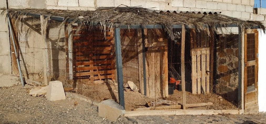 Forferdelig hønsehus historien Hanen Galer theislandsinthesun.com Foto Audun Brestrup