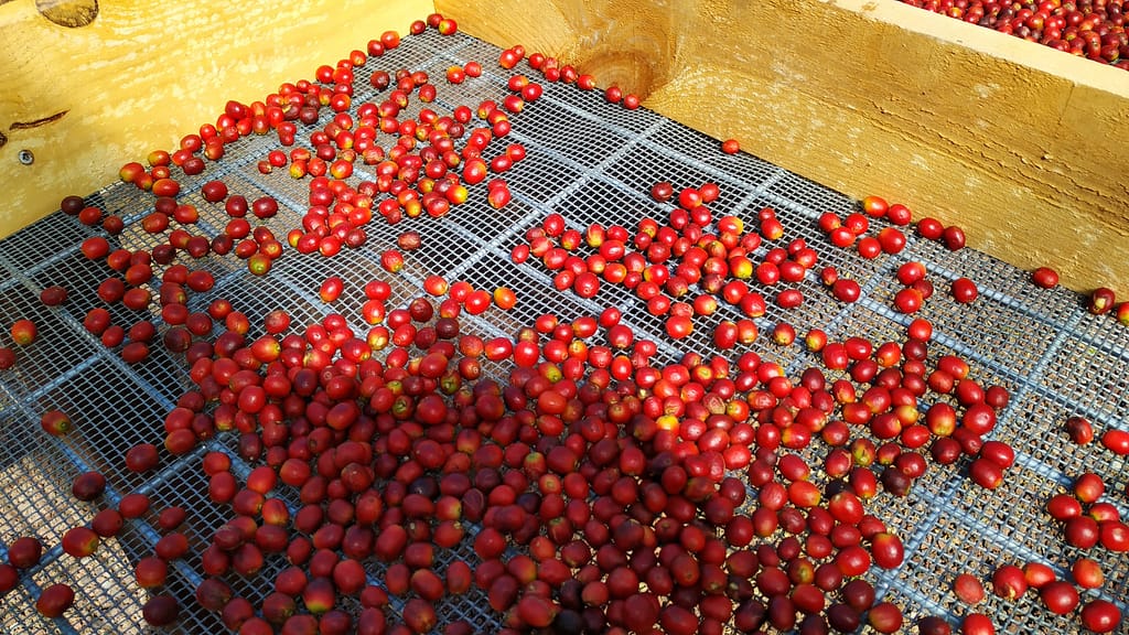 Kaffeproduksjon Valle de Agaete Gran Canaria