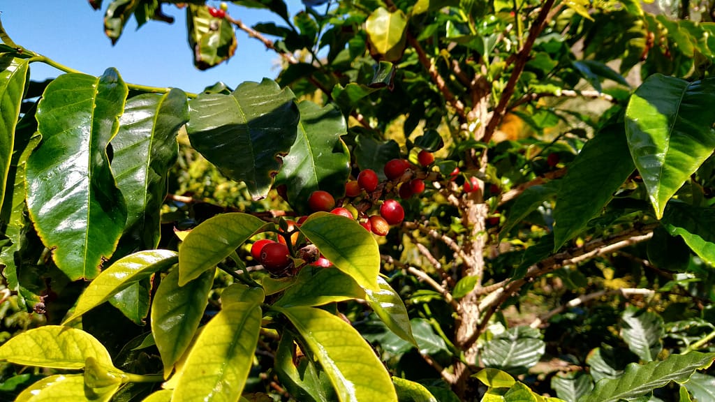 Kaffeplanter Valle de Agaete Gran Canaria
