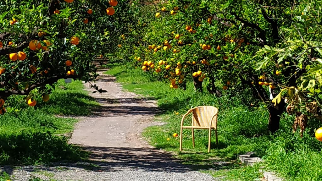 Valle de Agaete - Appelsinlund
