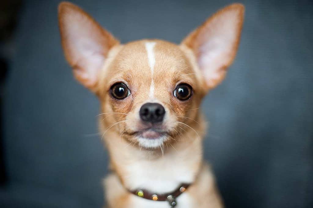 Lovene - chihuahua