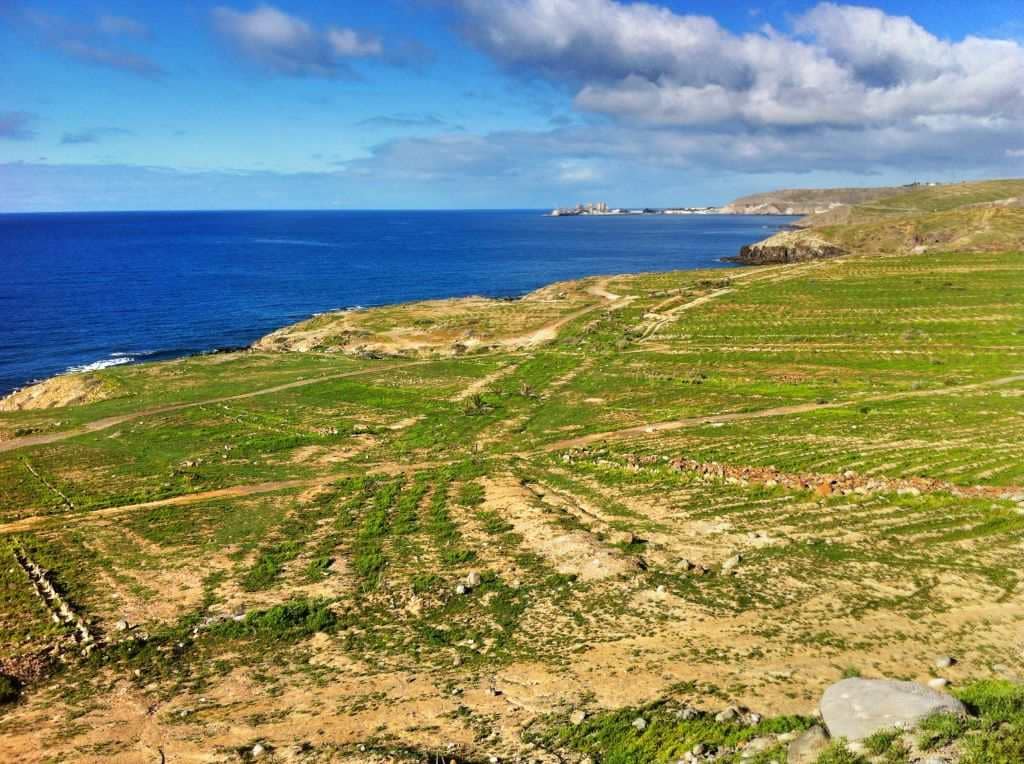 Den tørre kysten grønnes etter regnvær sør Gran Canaria