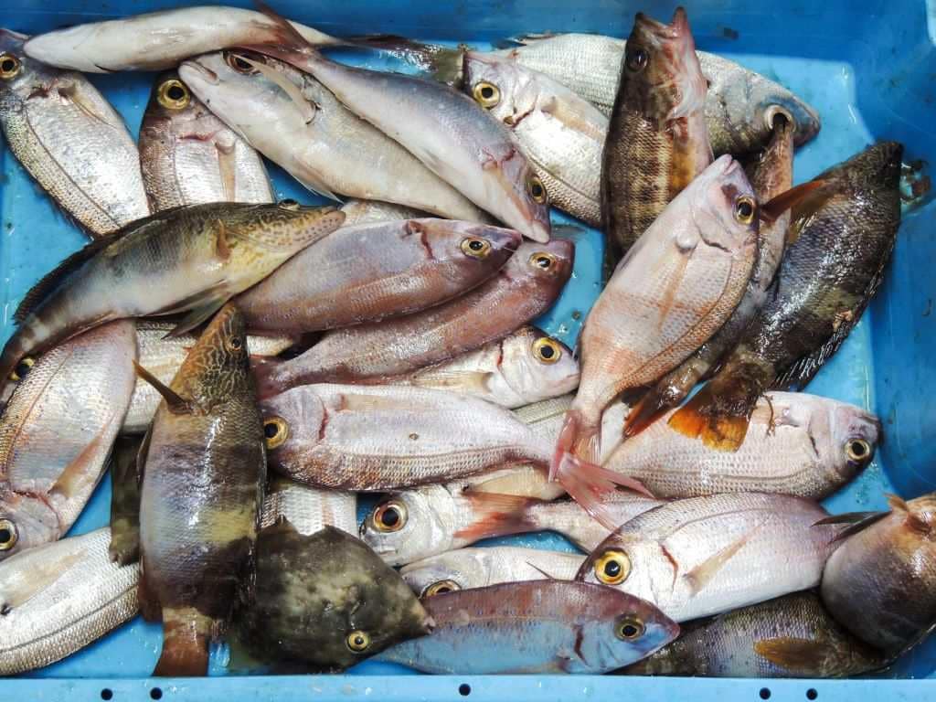 Fisketur på Gran Canaria - Fisk Gran Canaria