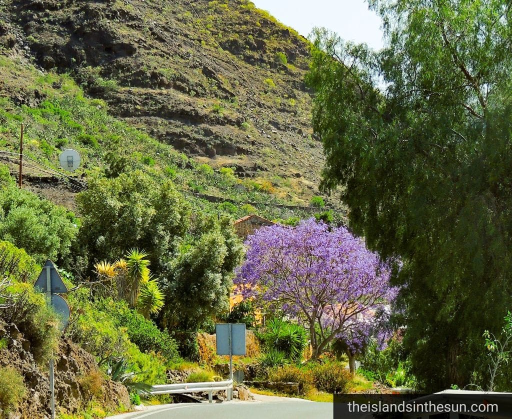 Mogan Gran Canaria Natur
