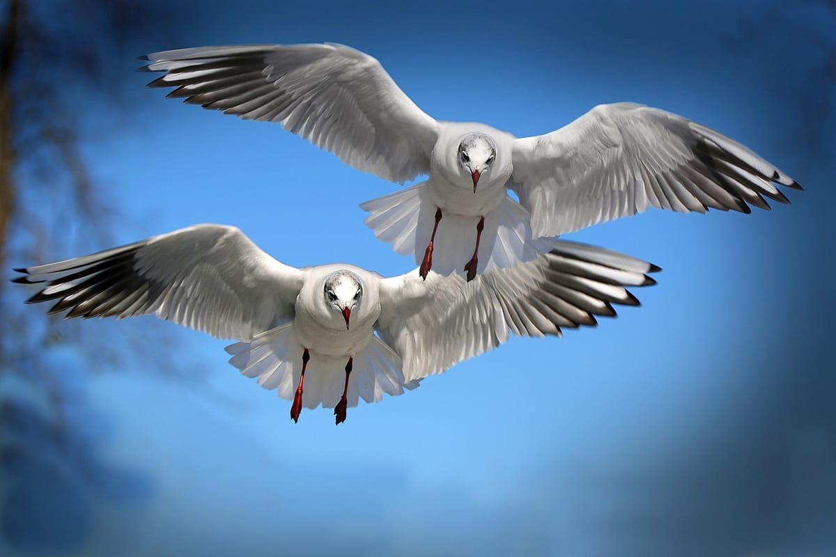 Måker Bildet er tatt av Screamenteagle fra Pixabay