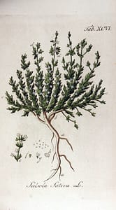 Salsola sativa