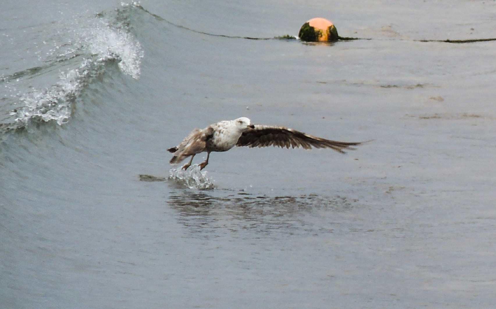 Fisketur på Gran Canaria - Måke