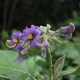 Gran Canaria Nord Firgas Gran Canaria Nord Firgas