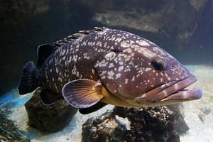 Mero - Dusky grouper