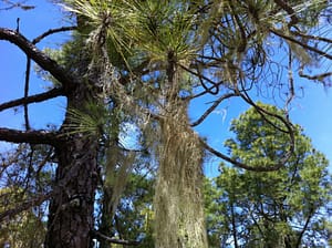 Sjeggete skog, Gran Canaria