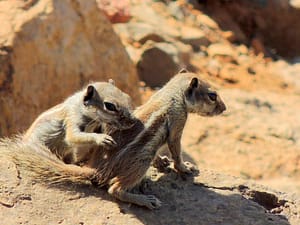 Ekorn, Fuerteventura, Kanariøyene