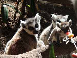 Oasis Park, Fuerteventura, Kanariøyene