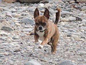 William - en sprek hund William - en sprek hund