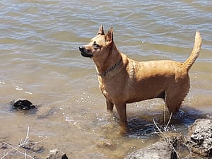 Badende hund på grilltur www.theislandsinthesun.com