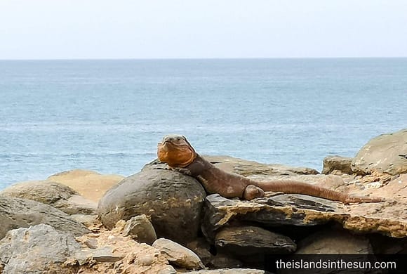 Øgle i skapet - firfisler Gran Canaria - fra stykket slanger i paradis