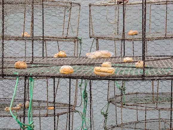 Fisketur på Gran Canaria - Teiner klare til bruk
