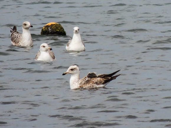 Fisketur på Gran Canaria Måker