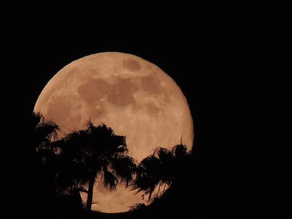 Alltid en fest Kanariøyene