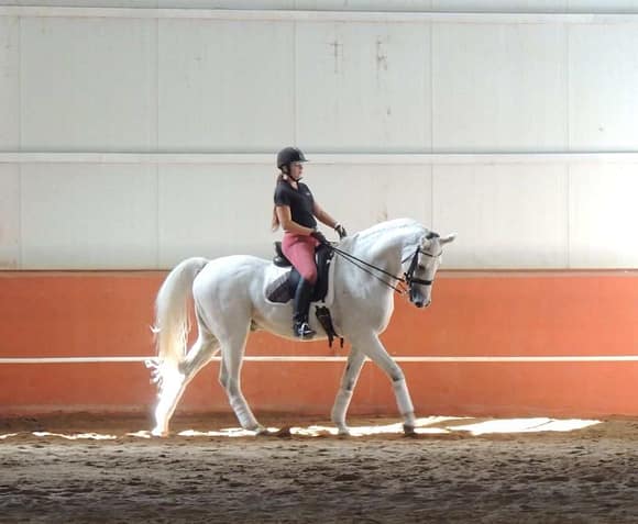 Dressurtrening Trening med hest