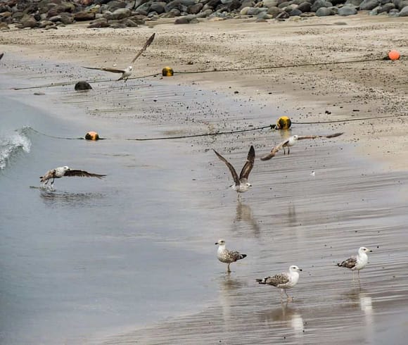 Fisketur på Gran Canaria - Stille måker