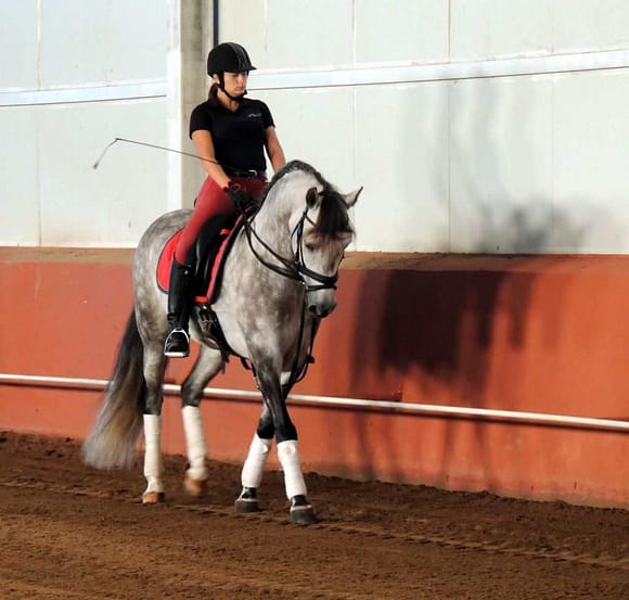 Dressurtrening Trening med hest