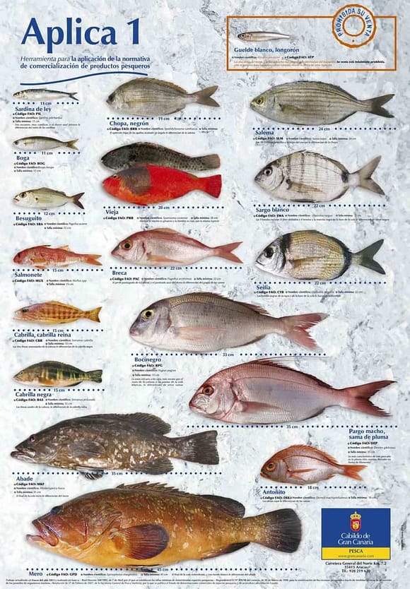 Fisketur på Gran Canaria - Fisk Gran Canaria