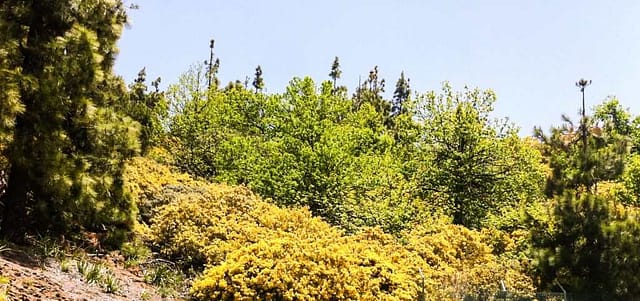 Vega de San Mateo Gran Canaria