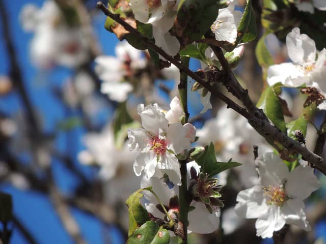 Gran Canaria Øst Mandeltreblomstring Valsequillo