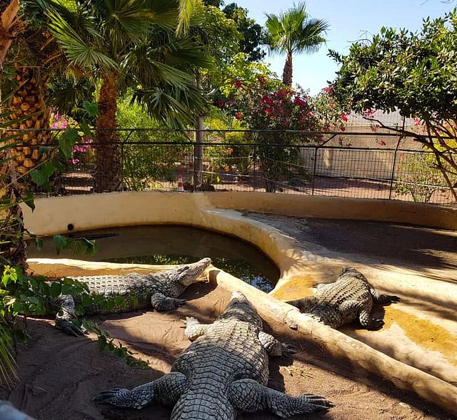 Krokodilleparken Agüimes Gran Canaria