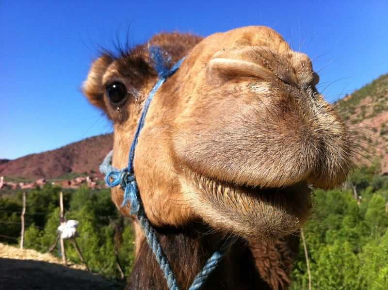 Kamel flytte til Gran Canaria
